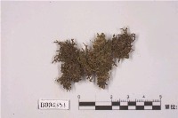 藏品(爪哇毛耳葉蘚)的圖片